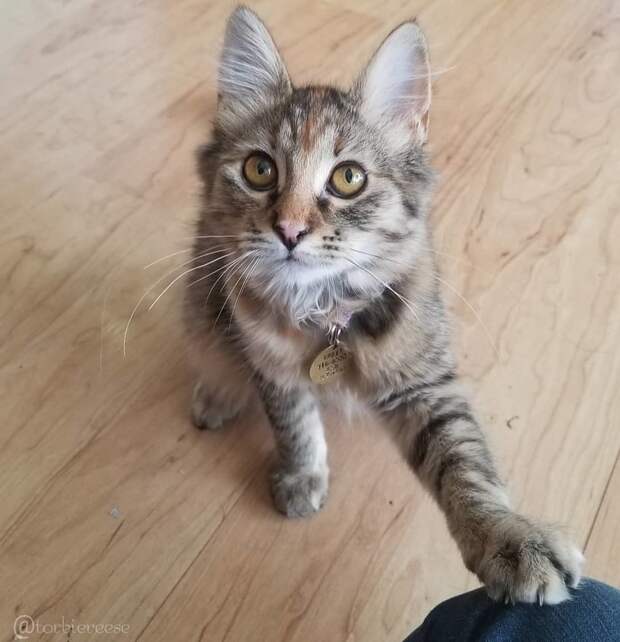 Без кота и жизнь не та