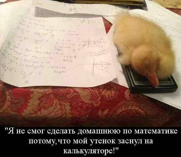 Картинки со смешными подписями