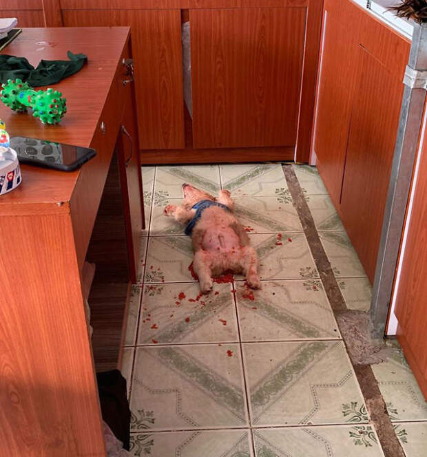 Хозяева нашли своего пса в крови. Оказалось, что он всего лишь объелся фруктов