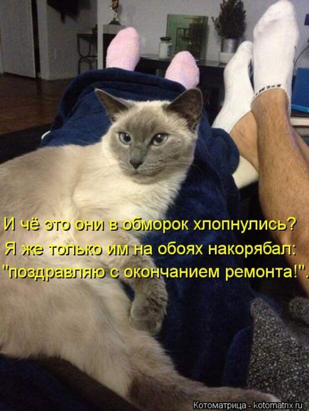 Котоматрицы(картинки с надписями)