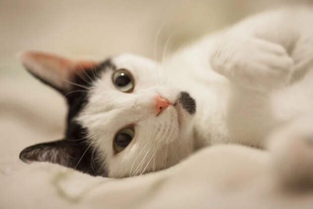 Как по мордочке понять, кот перед вами или кошка