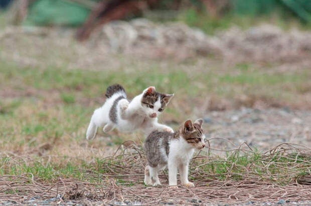 Кошачий рай на японском острове