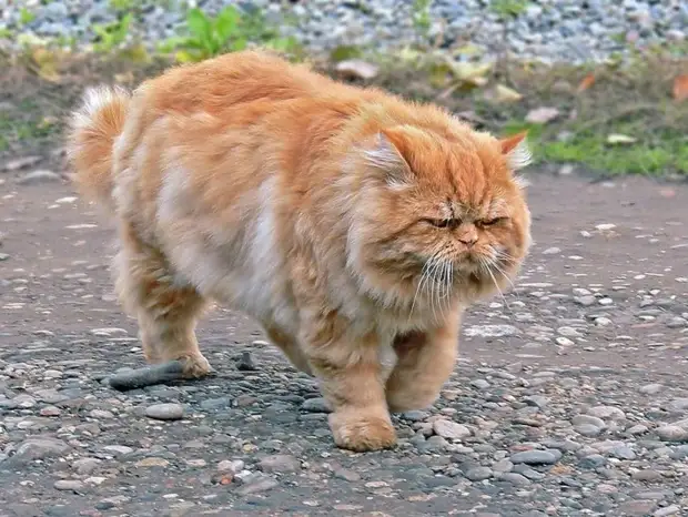 Участковый Рыбов Рыбов, Рыбова, Рыбову, начал, только, своих, девушка, гриль, каждого, человека, старого, территории, имени, ребенок, время, собаками, никто, беляши, возле, собирался