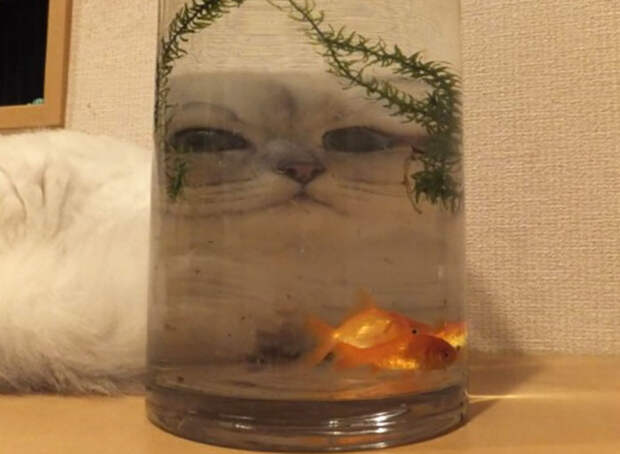12 угарных животных, которых хозяева сфоткали через искаженные стекла