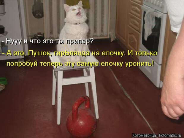 Лучшие котоматрицы недели (50 фото) Лучшие котоматрицы недели (50 фото)