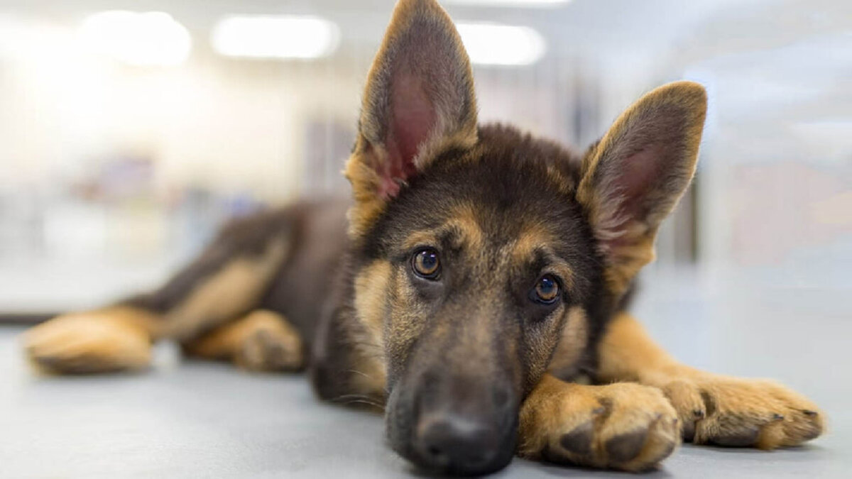 источник фото: calmingdog.com
