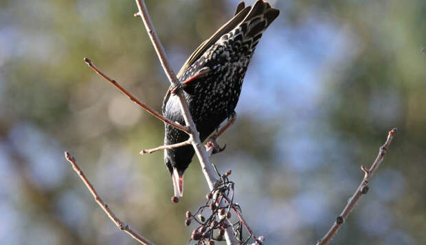 Скворцы прилетели в Ленобласть и удивили жителей "подражательным" пением