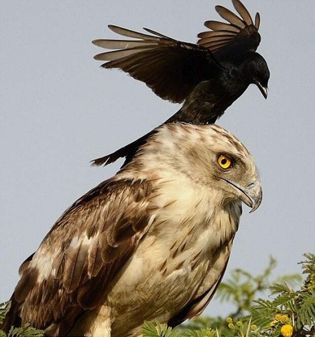 ворона и орел