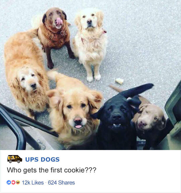 Лучший друг по переписке: как собаки встречают американских почтальонов