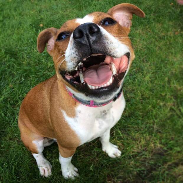 25 собак с очаровательными улыбками для поднятия настроения животные, позитив, собаки, собаки улыбаки, собаки улыбаются