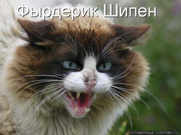 Котоматрицы(картинки с надписями)