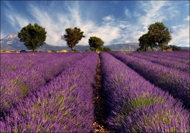 Лавандовые поля под голубым небом Франции. Лавандовые поля под голубым небом Франции.