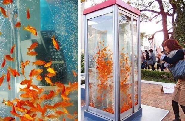 Телефонная будка — аквариум с золотыми рыбками — одна из многочисленных достопримечательностей Киото. жизнь, изобретения, прикол, современность, япония