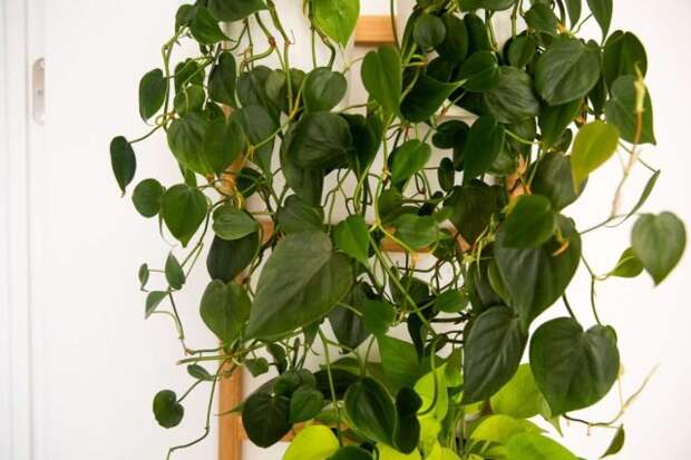 Филодендрон (Philodendron Heartleaf). © The Spruce / Phoebe Cheong 📷