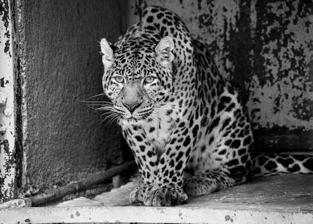 В челябинском зоопарке скончался леопард