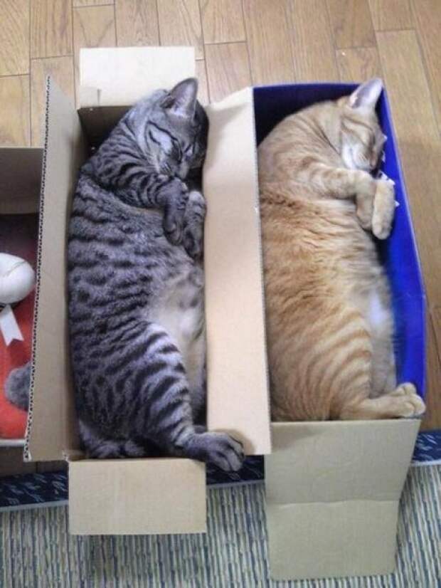 Синхронизация котэ