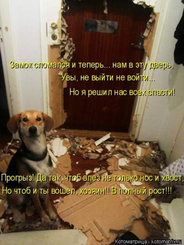 Лучшие котоматрицы недели (50 фото)