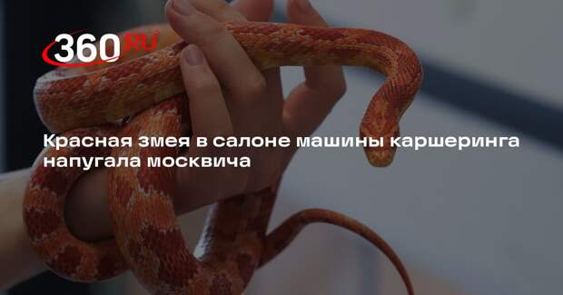 Источник 360.ru: в салоне машины каршеринга на западе Москвы обнаружили змею
