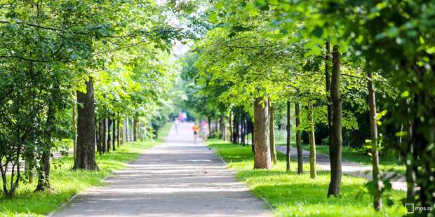 Парк. Фото: mos.ru