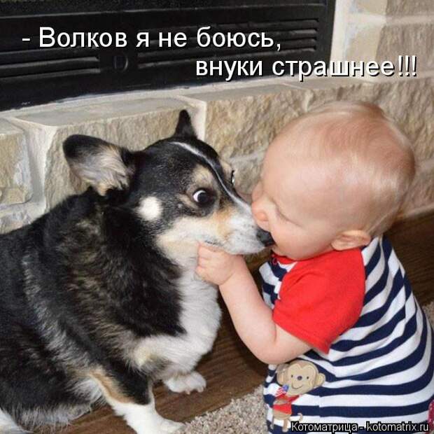 Котоматрица: - Волков я не боюсь, внуки страшнее!!!