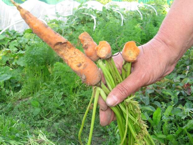 14,129 Carrot Field Stock Photos - Free & Royalty-Free Stock Photos from Dreamst