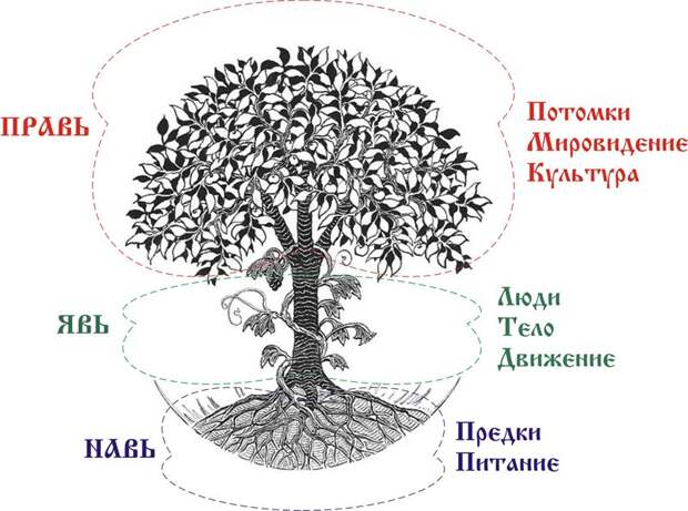 Древо Рода – фундамент Здравы