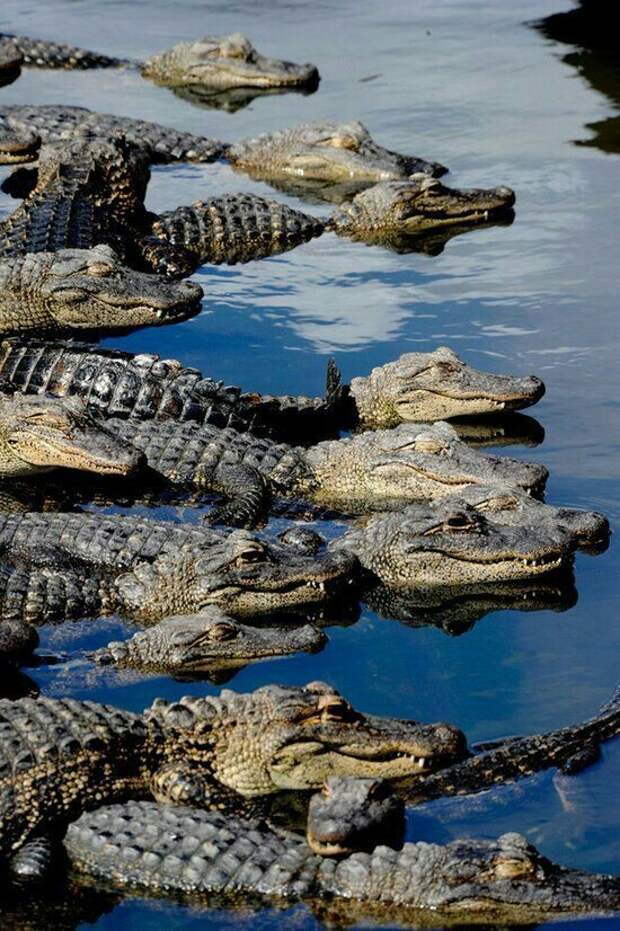 Самый старый крокодил в мире – крокодил по имени Генри, возраст которого 114 лет. аллигатор, интересное, крокодил, природа, факты, фауна