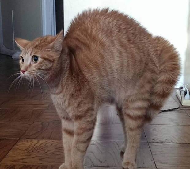 Животные, которые столкнулись с чем-то впервые