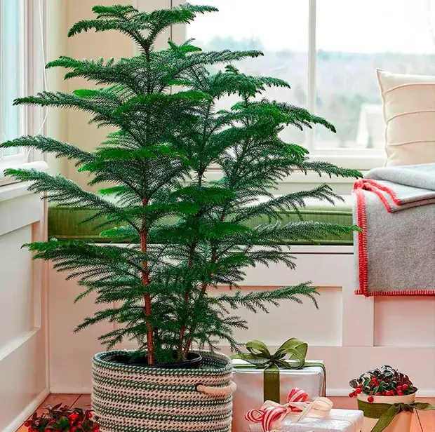 Комнатное растение Араукария (Araucaria)