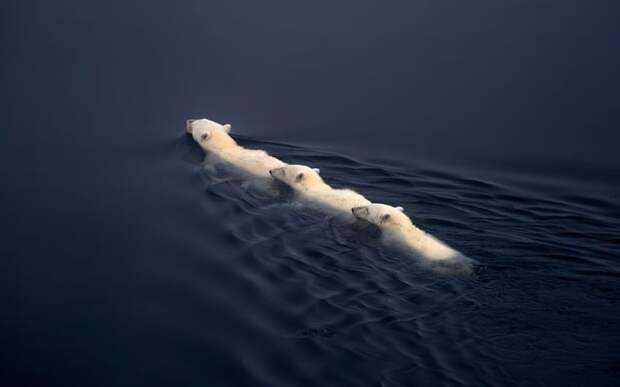 Животные в фотографиях: 11-17 июня 2012 (26 фото)