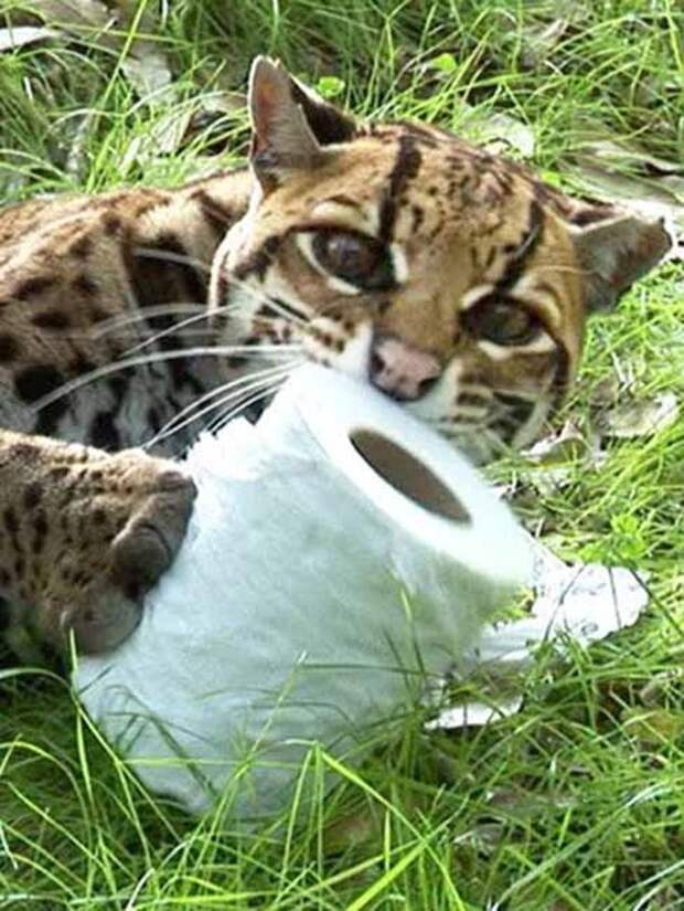 Без кота и жизнь не та