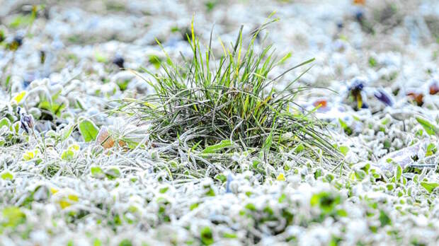 Москвичей предупредили об утренних и вечерних заморозках