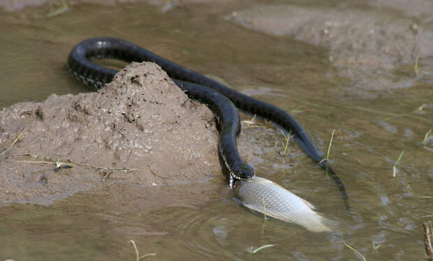 Водяной уж (Natrix tessellata)