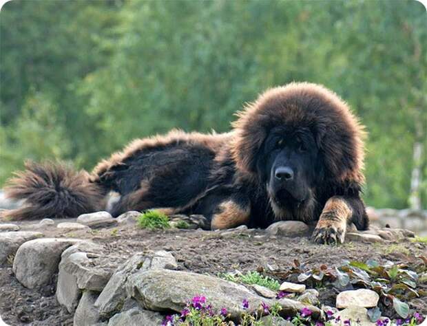 Тибетский мастиф