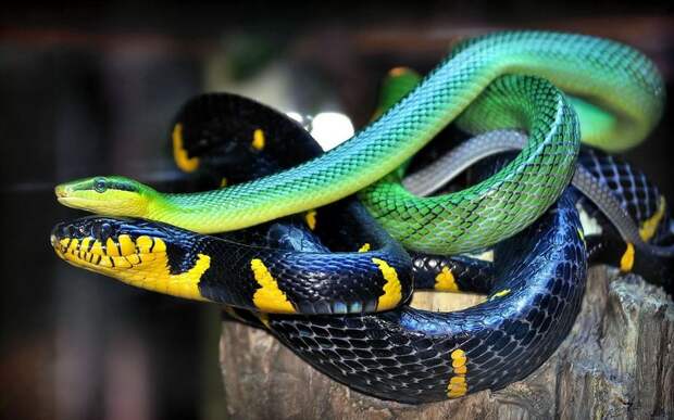 10 нелепых мифов о змеях, из-за которых мы их боимся