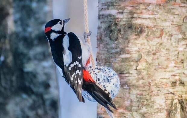 До -8 градусов и небольшой снег. Какая погода будет в Петербурге 17 февраля