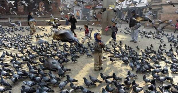 Санкции городских властей против голубей: чем птица мира насолила людям