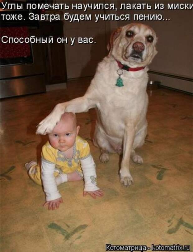 Лучшие котоматрицы недели (50 фото)