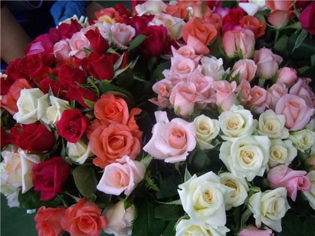f5e73328c401РОХЗЫЫЫЫ (640x480, 76Kb)