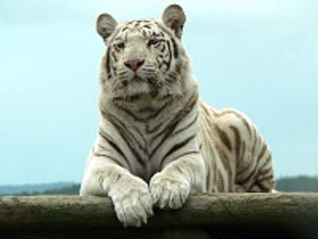 Белые тигры 27