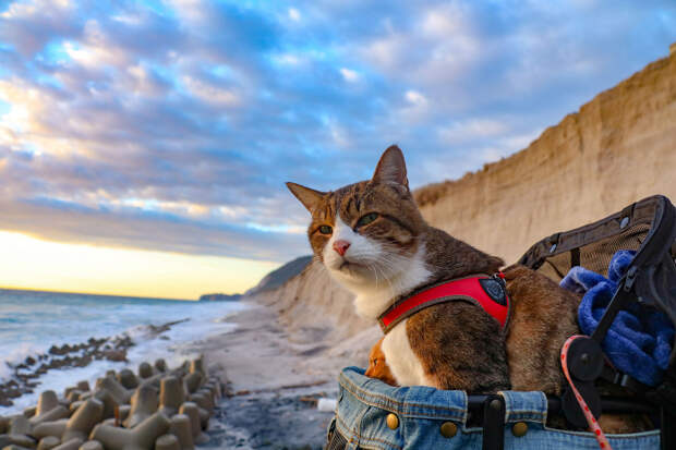 Коты-путешественники