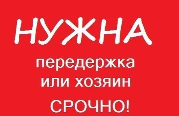 Пропадают котята... Может вы готовы приютить их на время или навсегда?