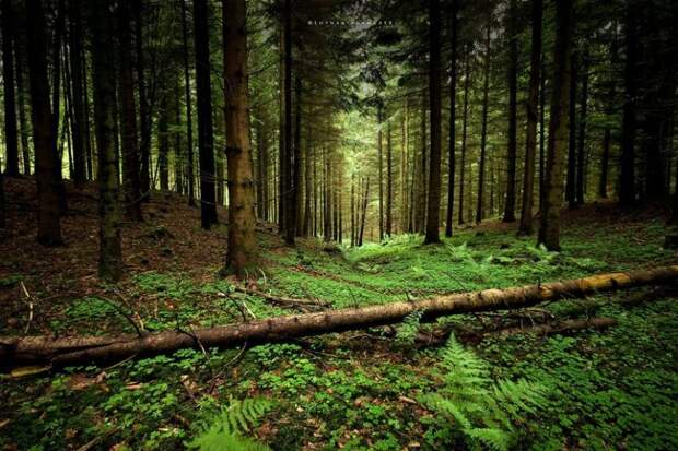 На нашей планете исчезают леса: почему и чем грозит человечеству?