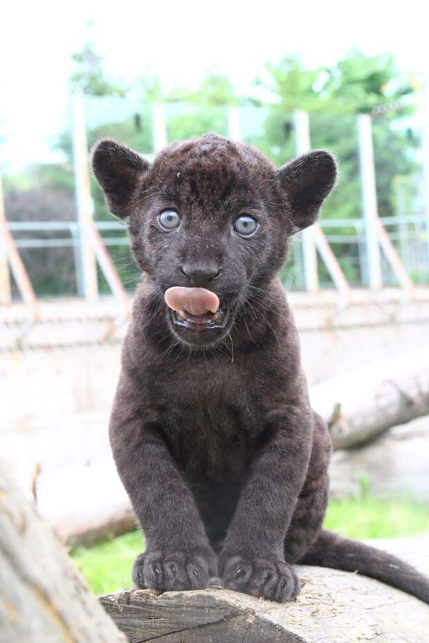 В зоопарке Ижевска у пары чёрных ягуаров родился котёнок