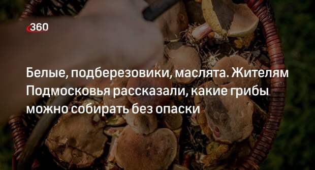 Миколог Вишневский: в Подмосковье можно без опаски собирать все трубчатые грибы