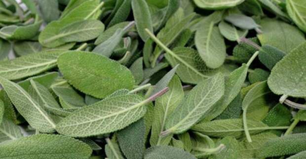 Травы от зубной боли: методы и способы лечения в домашних условиях, отзывы и советы