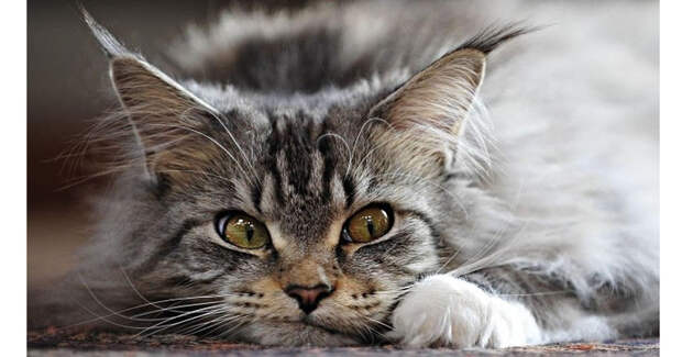 Дневник кота Дневник кота