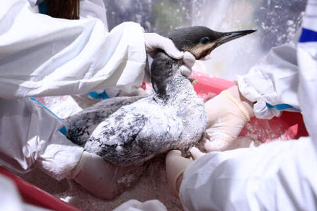 В Шепси спасают животных, пострадавших от пожара: волонтёры отмывают собак и кошек от сажи, замазученных птиц отправляют на реабилитацию в Анапу