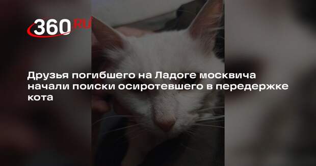 Друзья погибшего на Ладоге москвича начали поиски осиротевшего в передержке кота