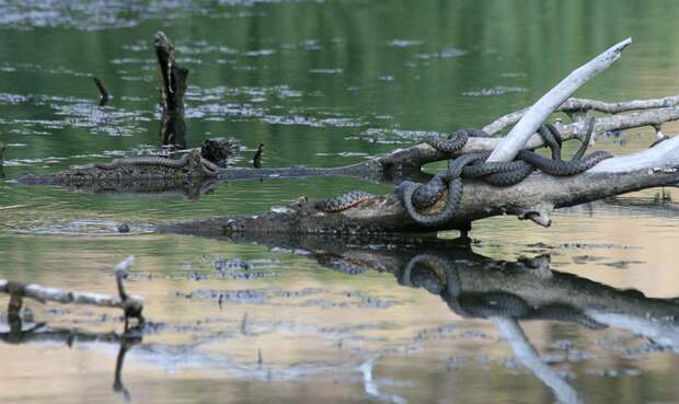 Водяной уж (Natrix tessellata)